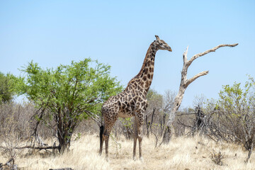 Giraffe