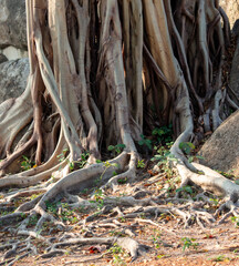 Large roots of a tree in the tropics