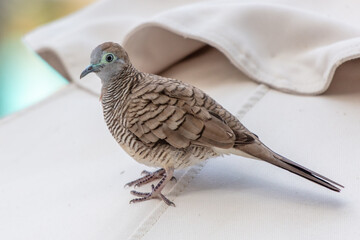 Portrait of a tropical pigeon