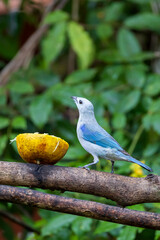 Blue-grey Tanager (Thraupis episcopus) in Cano Negro Wildlife Refuge in Costa Rica central America