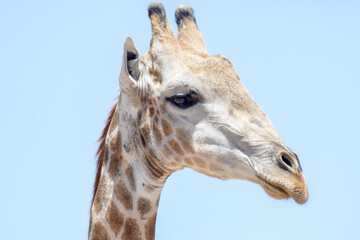 Giraffe