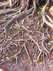 Large roots of a tree in the tropics