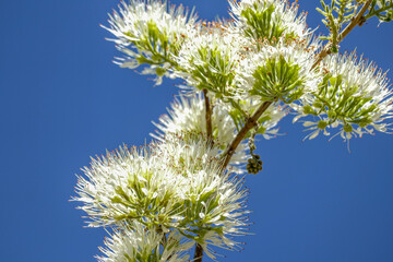 Bl&uuml;te