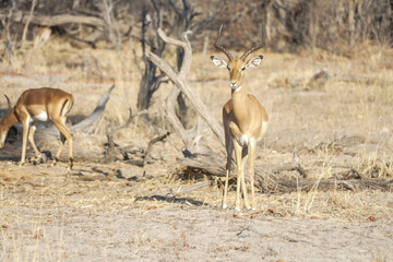 Antilope