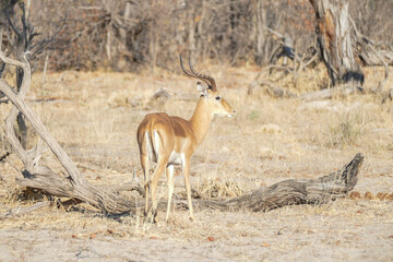 Antilope