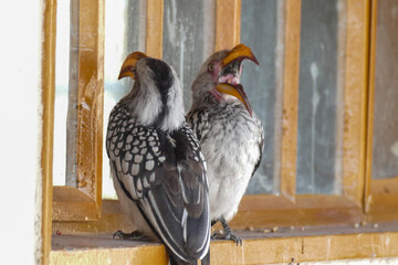 Hornvogel
