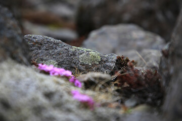 Landschaftsbild auf Island nah der Ringstrasse im Süden, Lila Blume am Boden