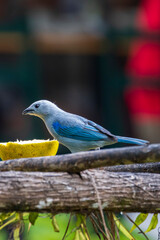 Blue-grey Tanager Thraupis episcopus in Cano Negro Wildlife Refuge in Costa Rica central America