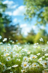  blurred spring background nature with blooming glade chamomile, trees, and blue sky on a sunny day, summer and spring 