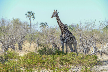Giraffe