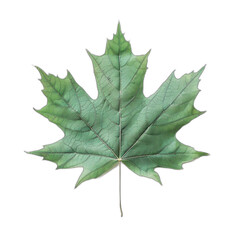 Fototapeta premium Vibrant Maple Leaf Abstract Botanical Illustration on White Background