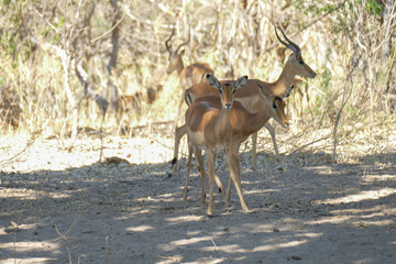 Antilope
