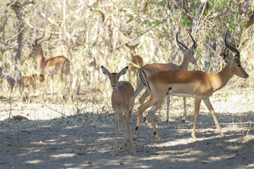 Antilope