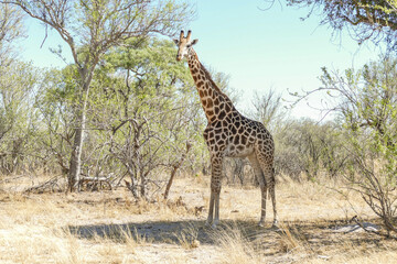 Giraffe