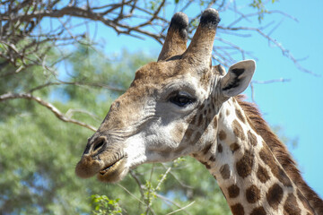 Giraffe