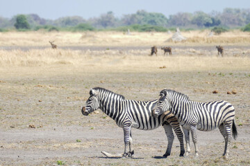 Zebra