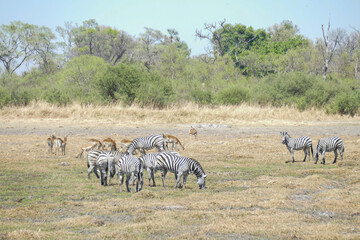Fototapeta premium Zebra