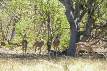 Antilope