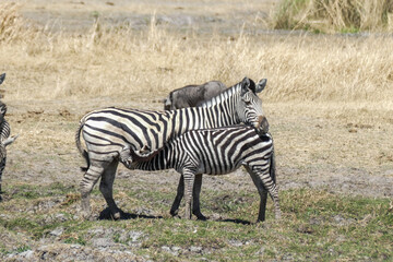 Zebra