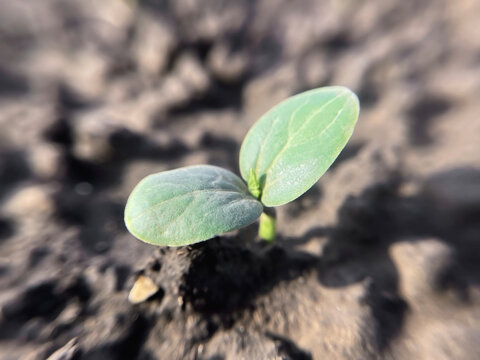 small watermelon sprout growing on a bed in a vegetable garden