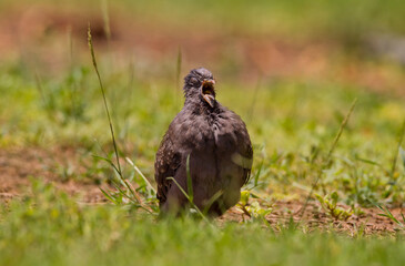 Old wounded pigeon screaming in the midday sun 