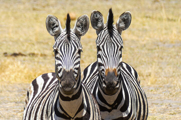 Zebra