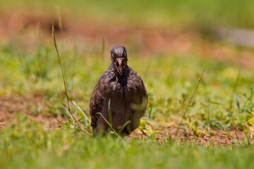 Old pigeon screaming in the midday sun
