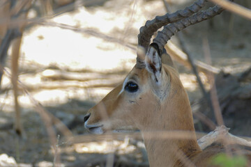 Antilope