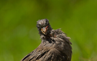 Old wounded pigeon with gray plumage
