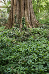 Green plants growing at the base of a tree in the Hermannshof Gardens in Weinheim, Germany.