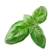 Fototapeta premium Fresh basil leaves isolated on a white background