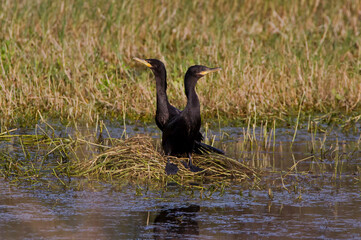 Pair of cormorants facing away from each other