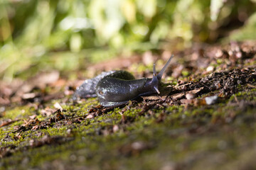 Nacktschnecke