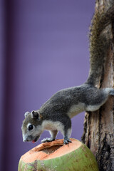 Obraz premium squirrel on a coconut, seen in the Lumphini Park, Bangkok, Thailand