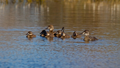 Family of small birds strolling in calm water