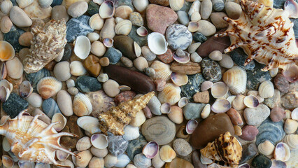 large sea shells lying on pebbles with small shells and sand