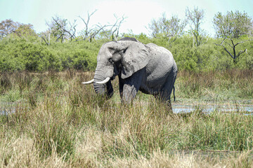 Obraz premium Elefant