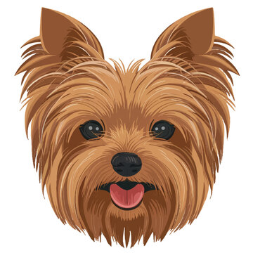 Yorkshire Terrier Dog Head Illustration