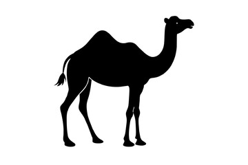 camel animal vector silhouette  illustration