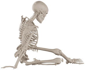 skeleton posing 3d render anatomical illustration with transparent background