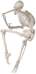 skeleton posing 3d render anatomical illustration with transparent background