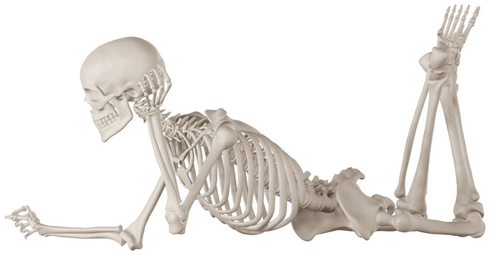 skeleton posing 3d render anatomical illustration with transparent background