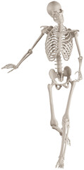 Fototapeta premium skeleton posing 3d render illustration with transparent background