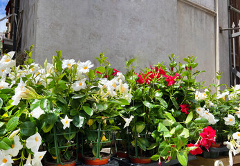 White Mandevilla, Rocktrumpet Flowers in a Pot 