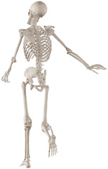 skeleton posing 3d render illustration with transparent background