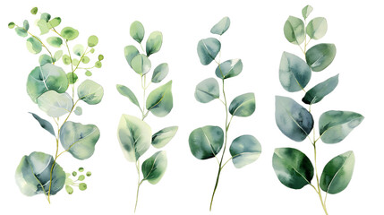 Obraz premium Watercolor leaves branch set. Hand painted eucalyptus elements isolated on transparent background. Artistic clip art