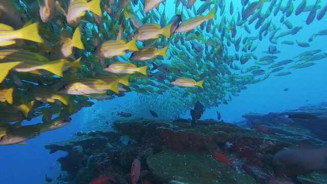 Blue and gold snapper fish schoaling underwater close up. Yellow coralfish schooling, swimming together undersea. Marine life exploring and scuba diving