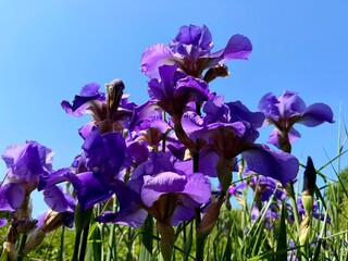 Purple violet Iris flowers in the grass against blue sky.