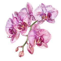 Fototapeta premium Pink and purple orchid isolated on white background