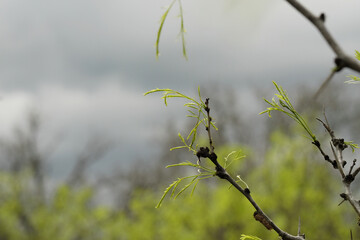 Mesquite tree leaves on limb with storm clouds in background, Texas spring season.